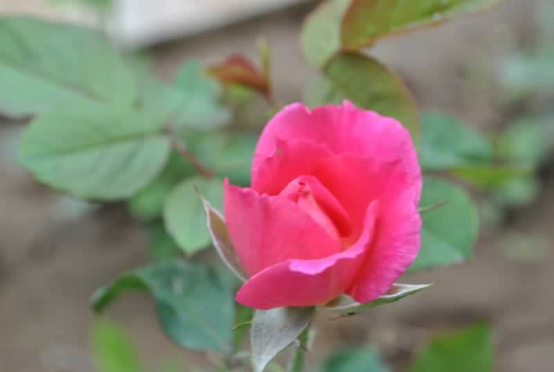 ����һ֧������ ��Ӱ�L(f��ng)���^(q��)���[����