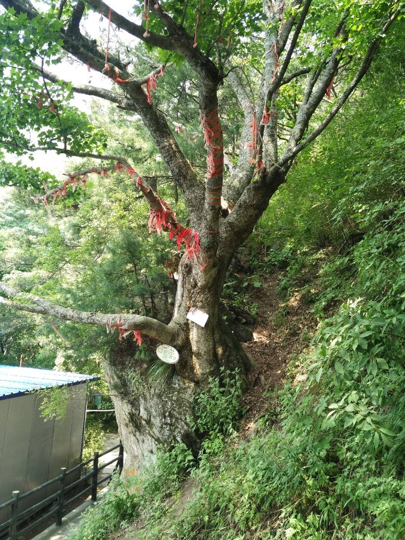 大山之上的網(wǎng)站建設之樹 大山之上的網(wǎng)站建設之樹